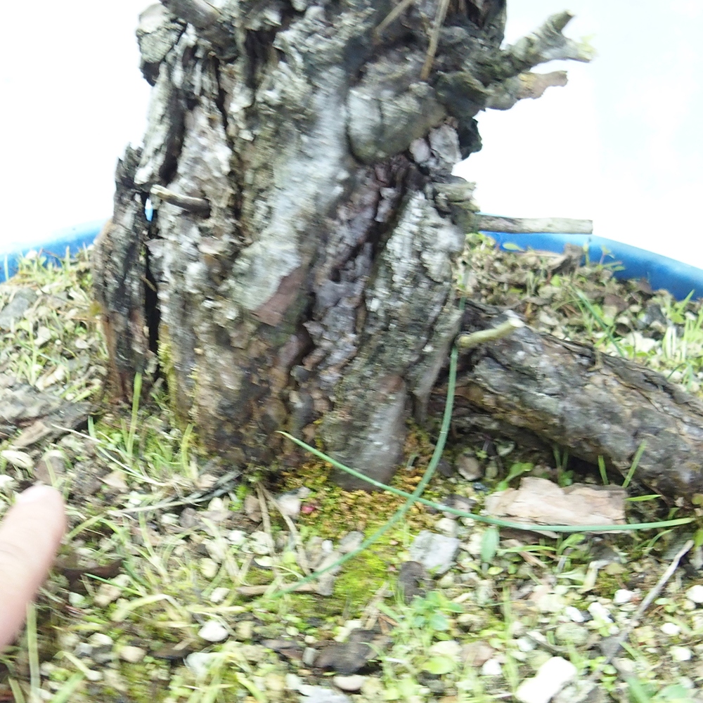 Yamadori - Pinus sylvestris 
