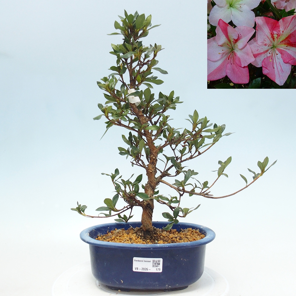 Bonsai für draußen - Japanische Azalee - Azalea Shinsei