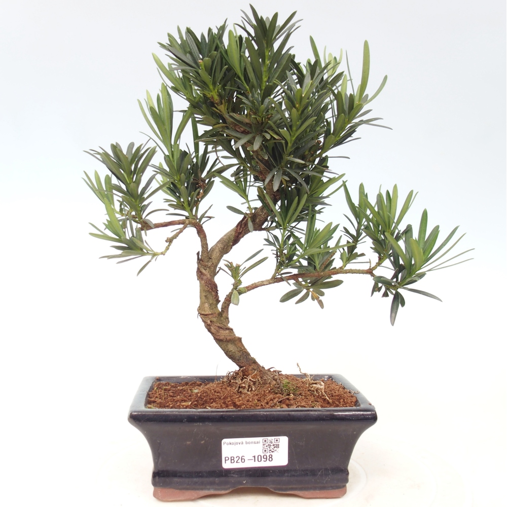 Zimmerbonsai - Podocarpus - Stein-Eibe