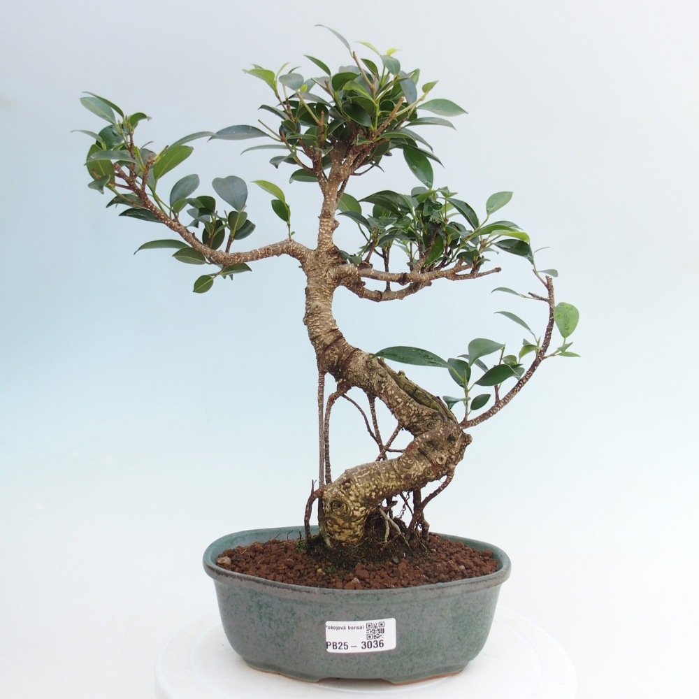 Indoor-Bonsai - Ficus retusa - kleiner Ficus