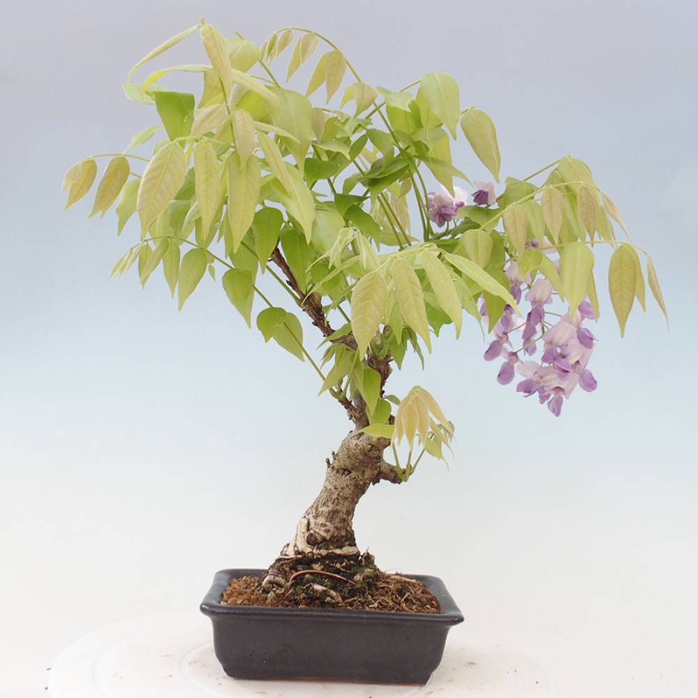 Bonsai im Freien - Wisteria floribunda - Wisteria floribunda