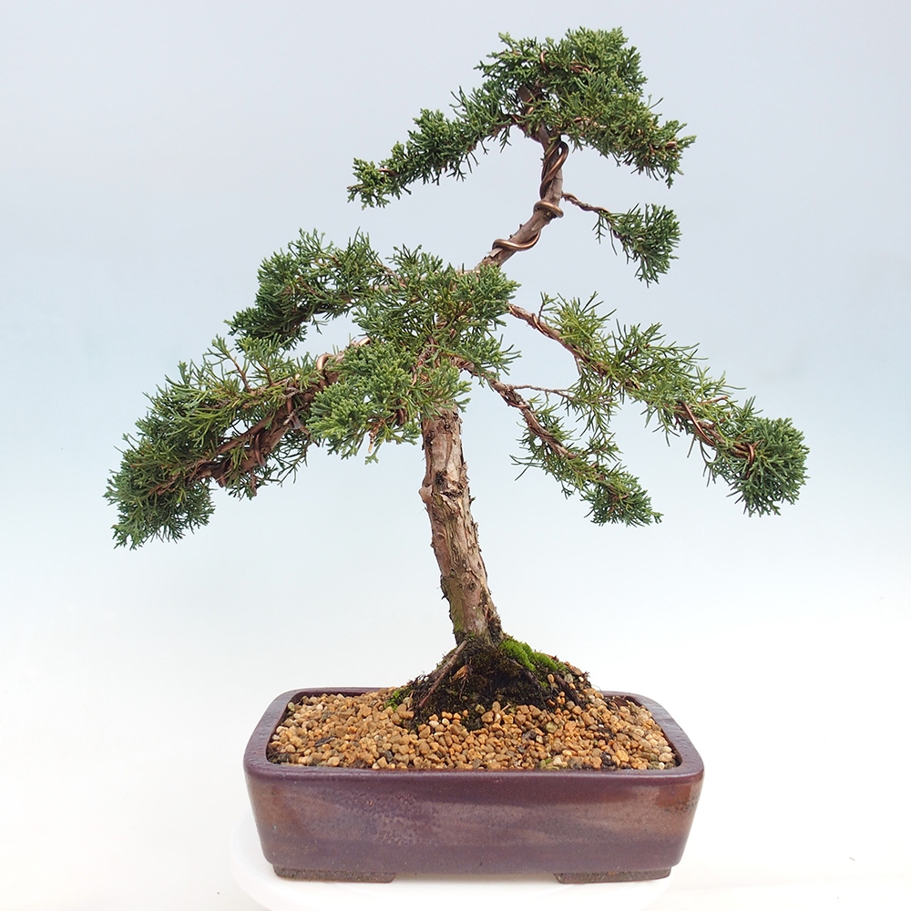 Outdoor-Bonsai - Juniperus chinensis Kishu - Chinesischer Wacholder