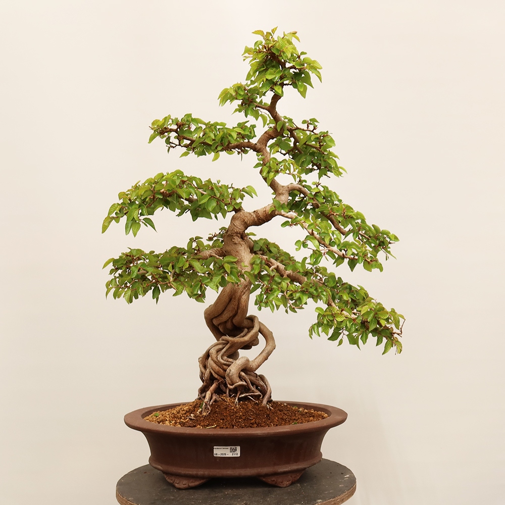 Bonsai im Freien - Carpinus Coreana - Koreanische Hainbuche