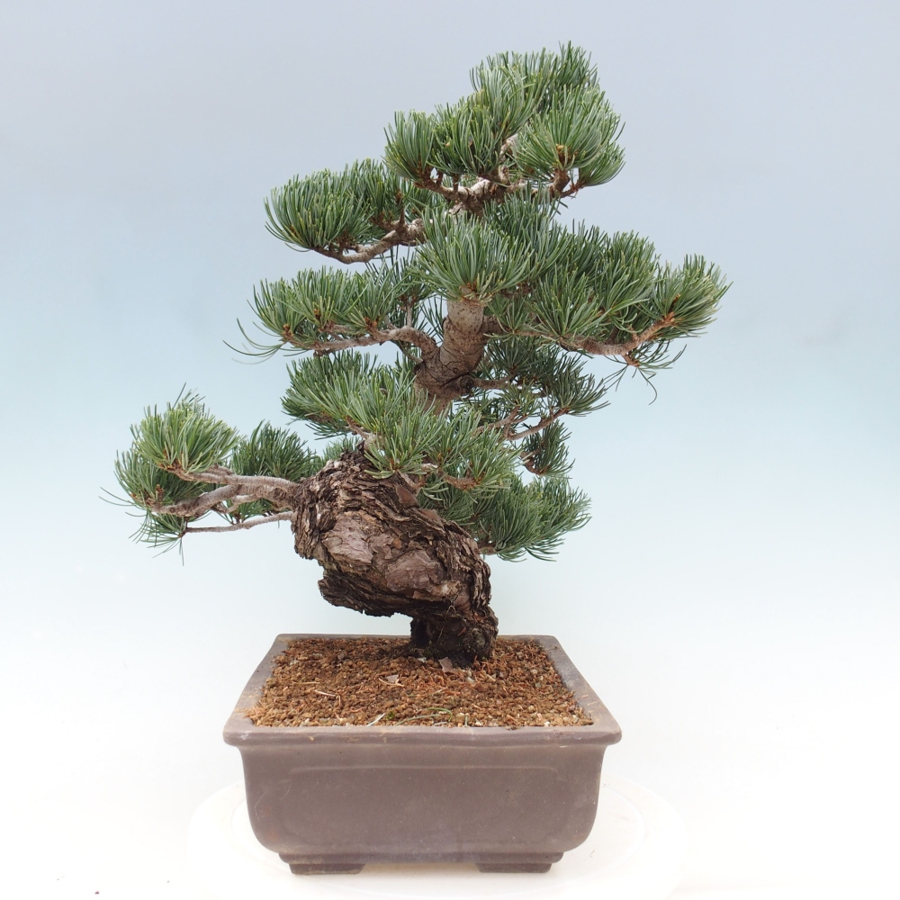 Bonsai im Freien - Pinus parviflora - kleine Kiefer