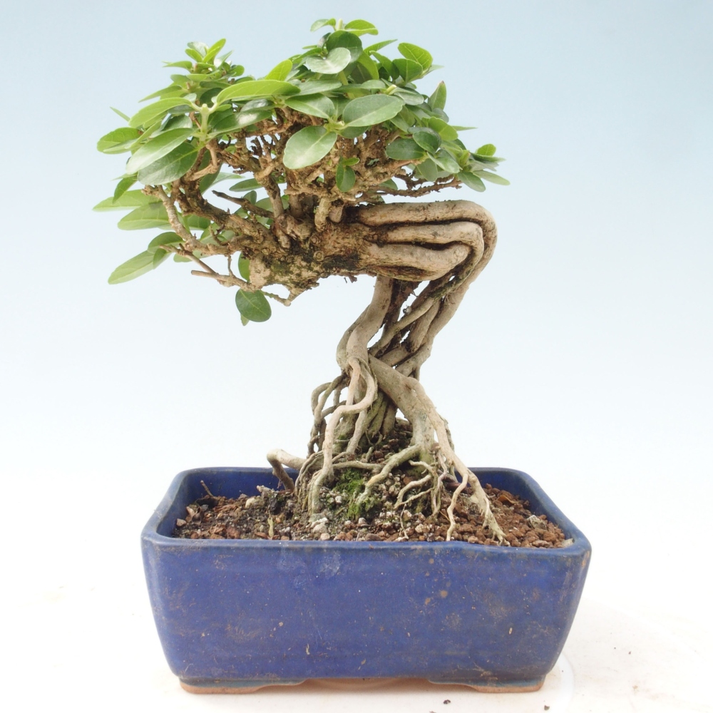Zimmerbonsai - Premna serratifolia - Kozlovon kleinblättrig