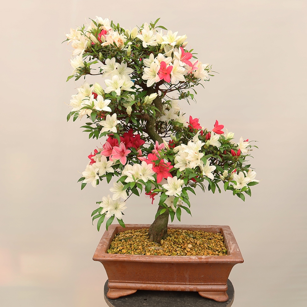 Bonsai für draußen - Japanische Azalee - Azalee CHIHIRO