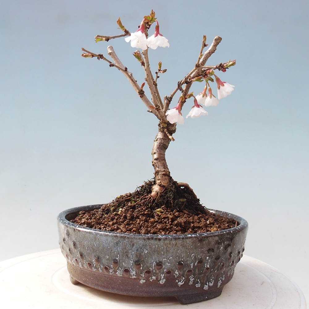 Bonsai im Freien - Prunus incisa Kojou-no mai-Pflaume geschnitten