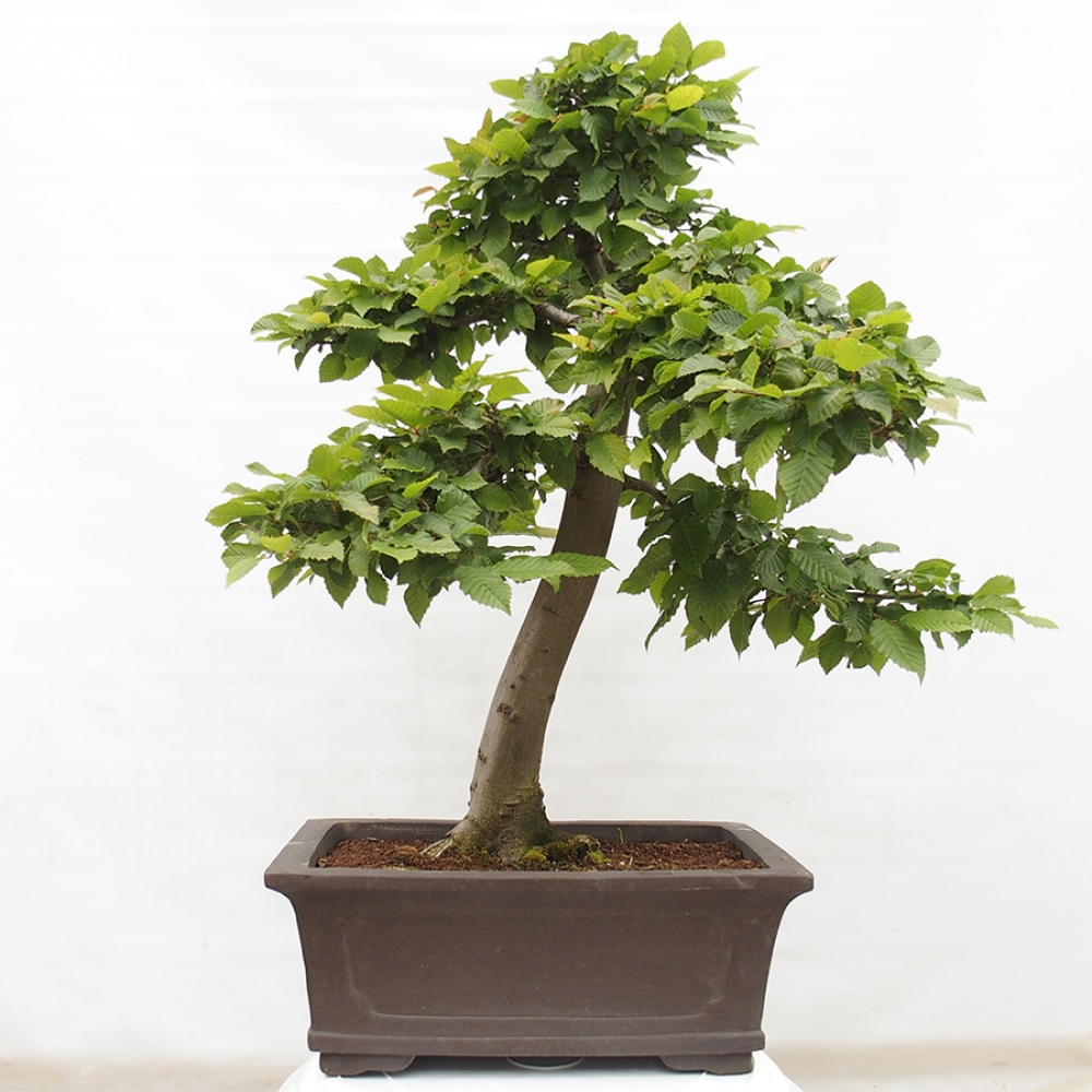 Bonsai im Freien - Hainbuche - Carpinus betulus