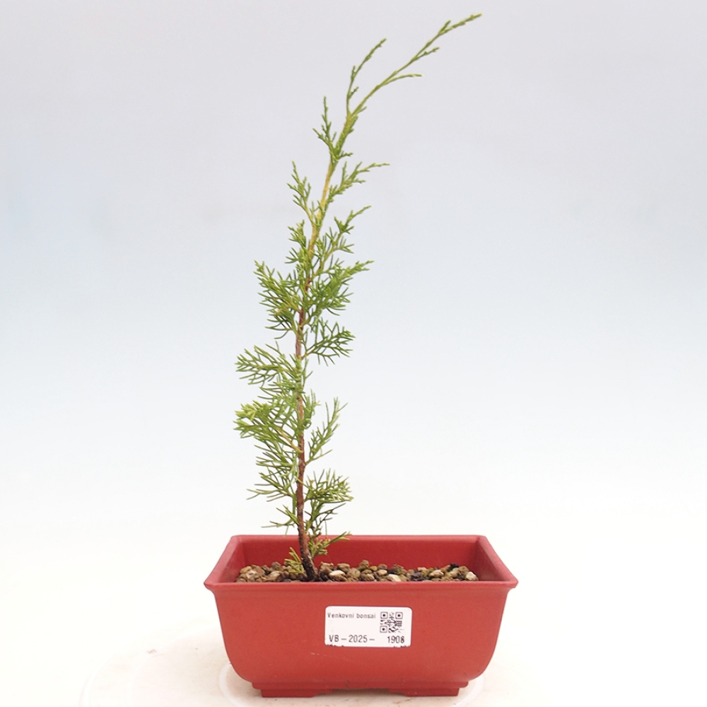 Outdoor bonsai - Juniperus chinensis Itoigawa - Chinese juniper