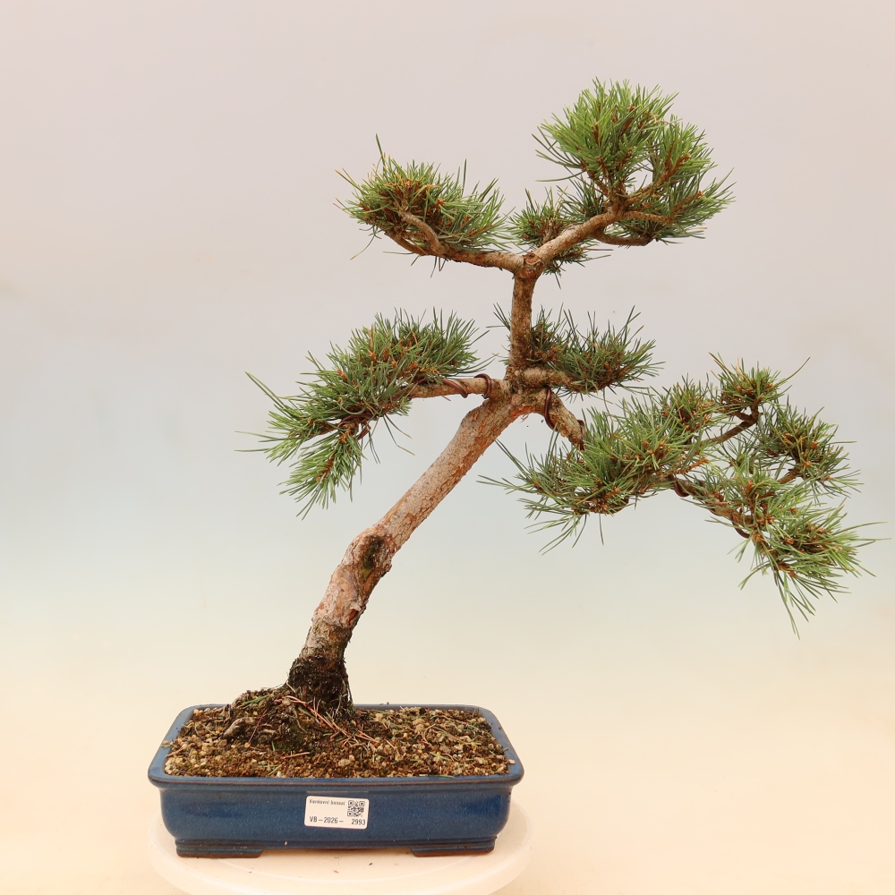 Bonsai für draußen - Pinus Sylvestris Watererri - Waldkiefer