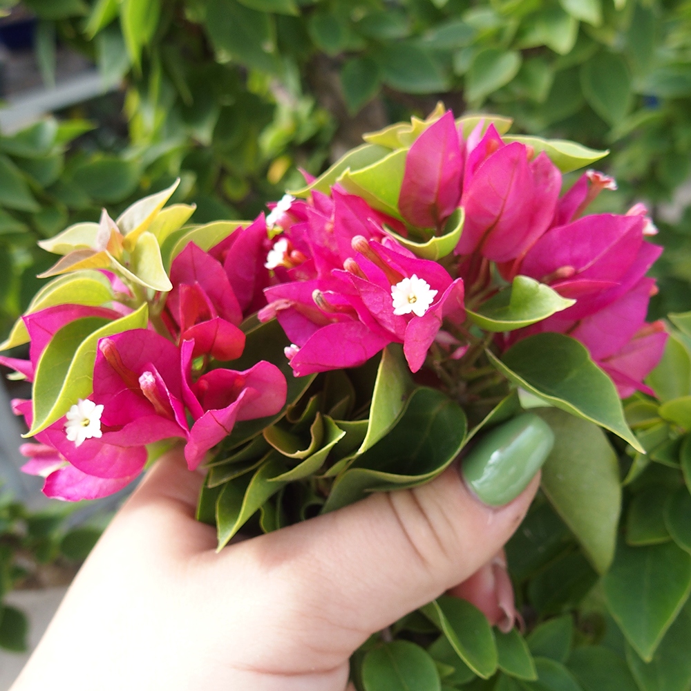 Zimmerbonsai - Bouganwilea