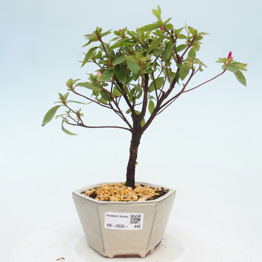Bonsai für draußen - Japanische Azalee - Azalea sp.