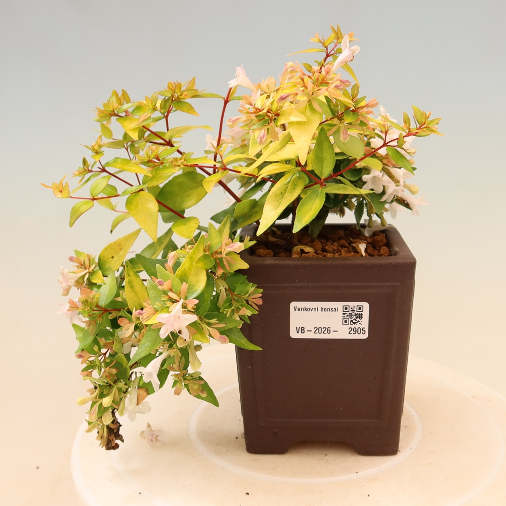 Bonsai für den Außenbereich – Abelia gr. Kleidoscope – Großblumige Abelie
