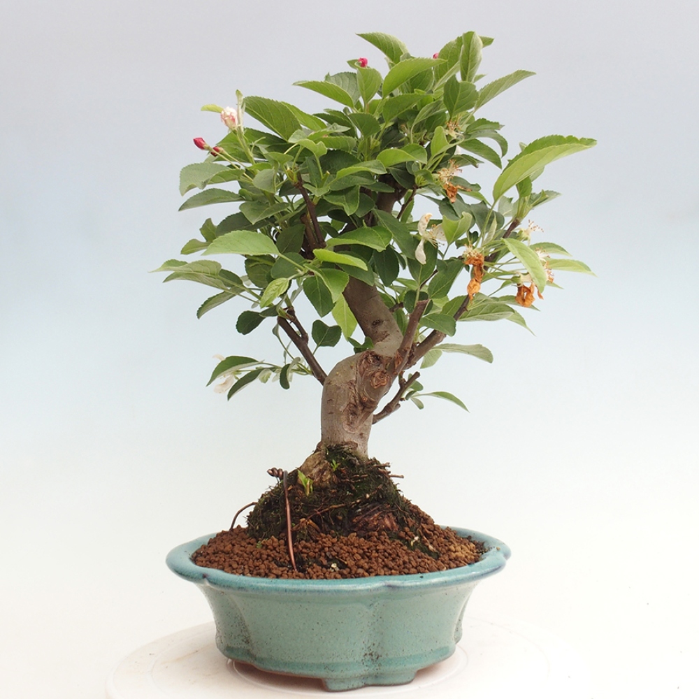 Bonsai im Freien - Malus halliana - Kleinfruchtiger Apfelbaum