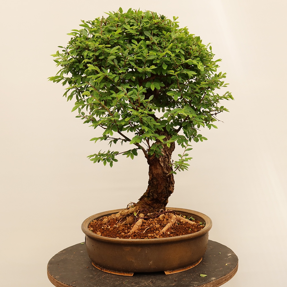 Bonsai im Freien - Zelkova - Zelkova NIRE
