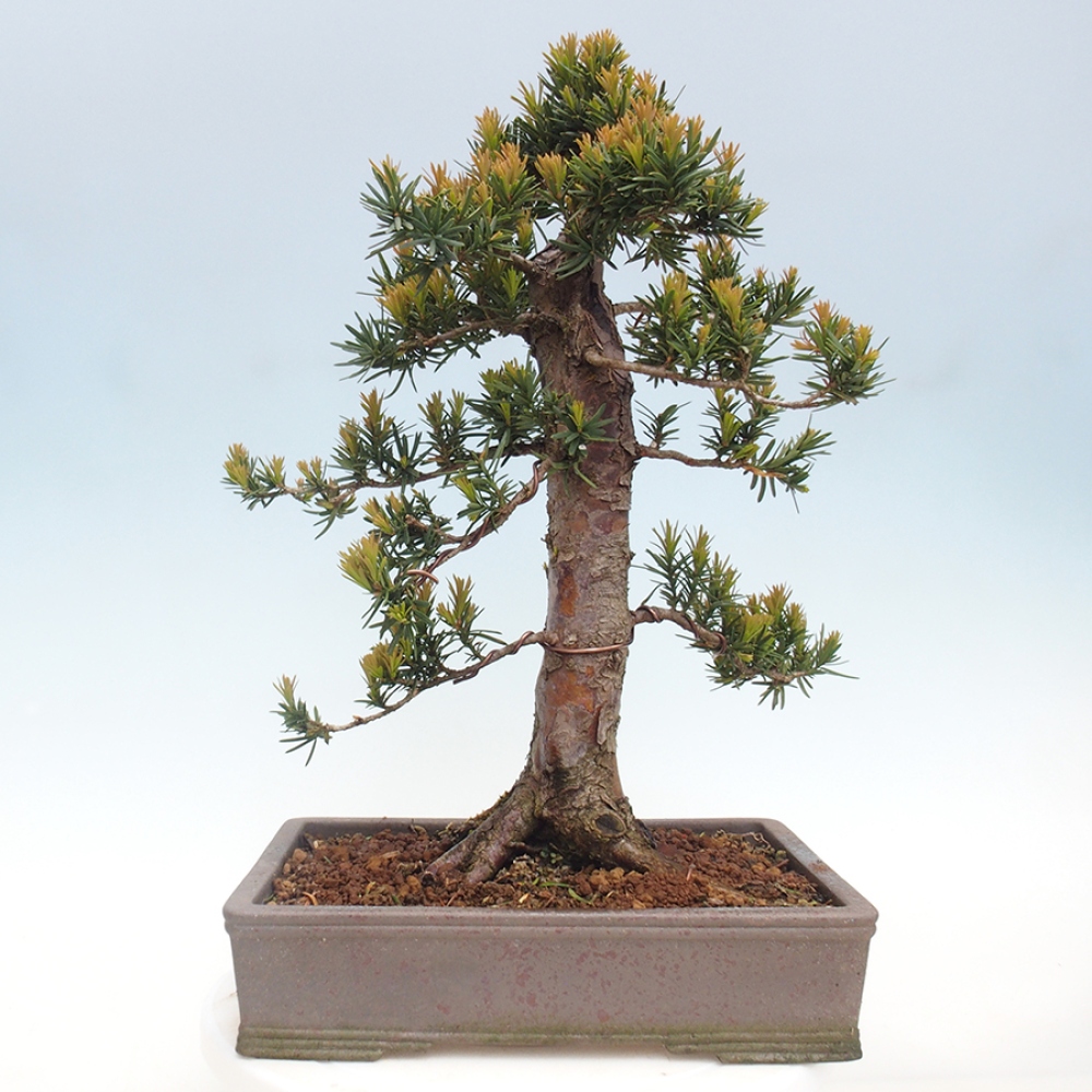 Bonsai im Freien - Taxus cuspidata - Japanische Eibe