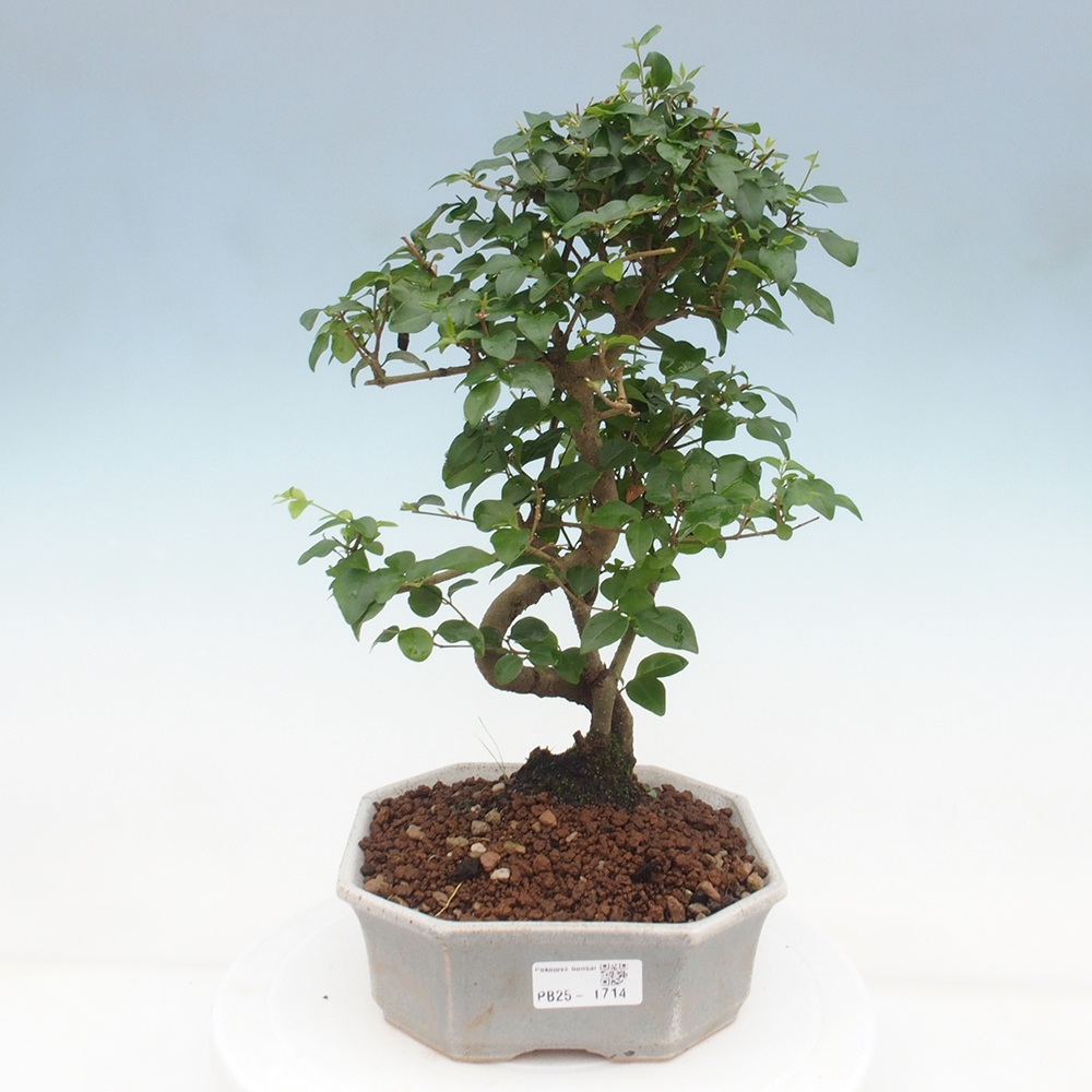 Indoor Bonsai -Ligustrum chinensis - Vogelschnabel