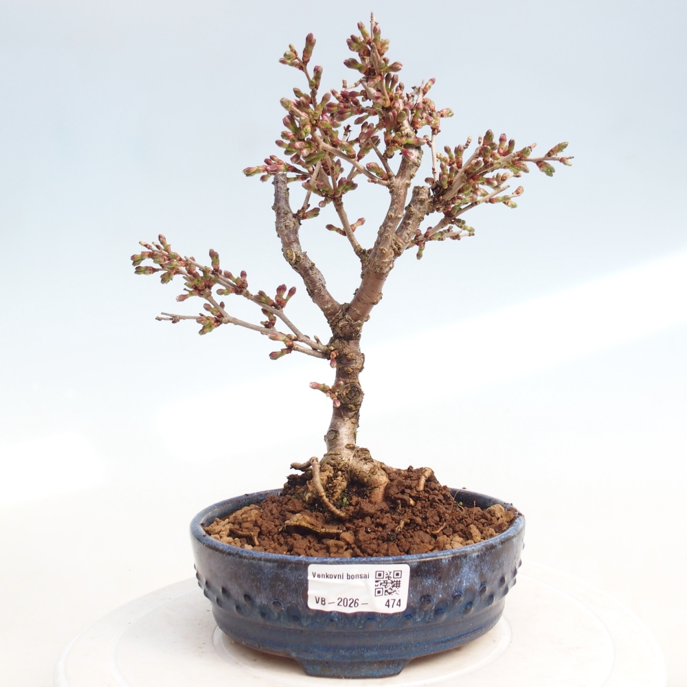 Bonsai für draußen - Prunus incisa Kojou-no mai-Plivon ausgeschnitten
