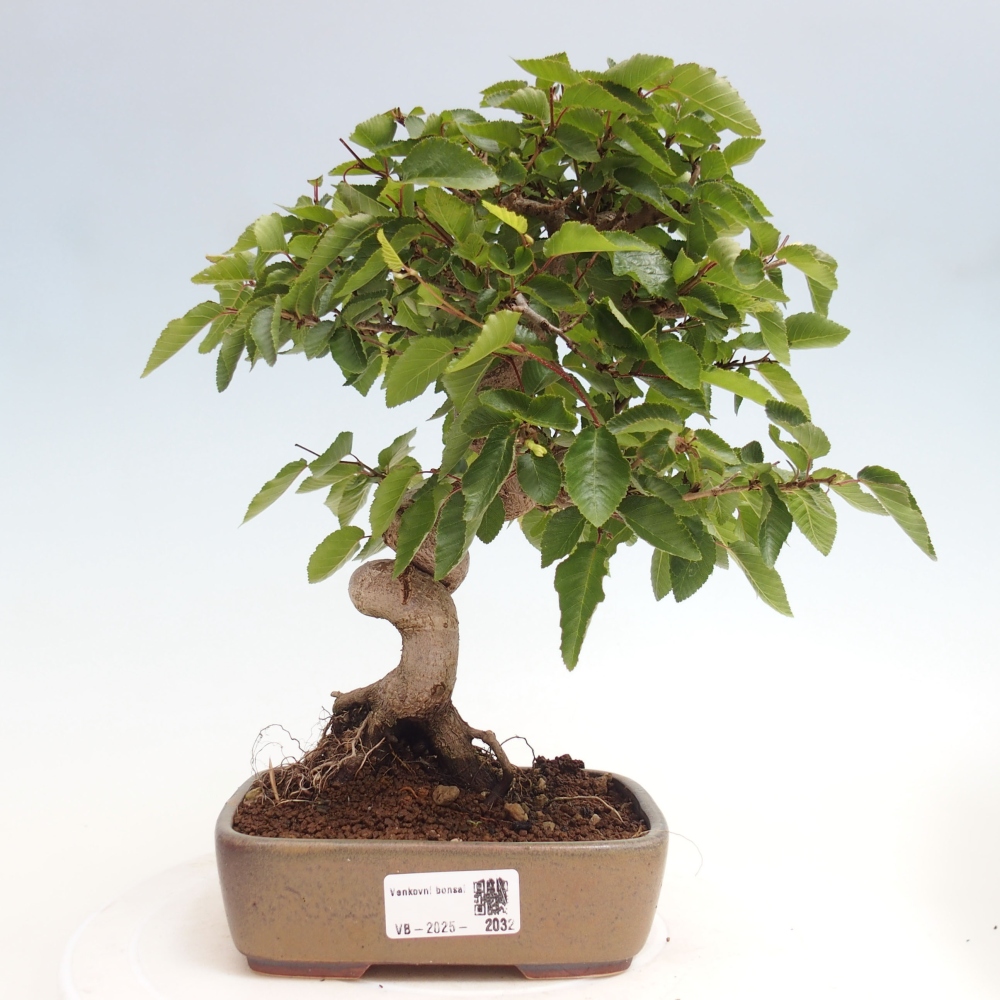 Bonsai im Freien -Carpinus CARPINOIDES - Koreanische Hainbuche
