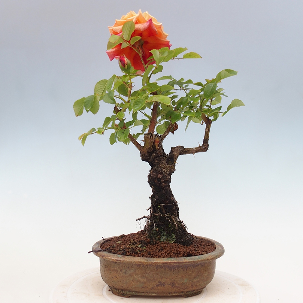 Freilandbonsai - Rosa Kordes -  Rose