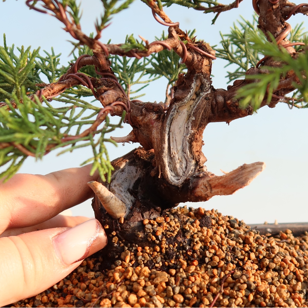 Outdoor bonsai - Juniperus chinensis Itoigawa - Chinese juniper