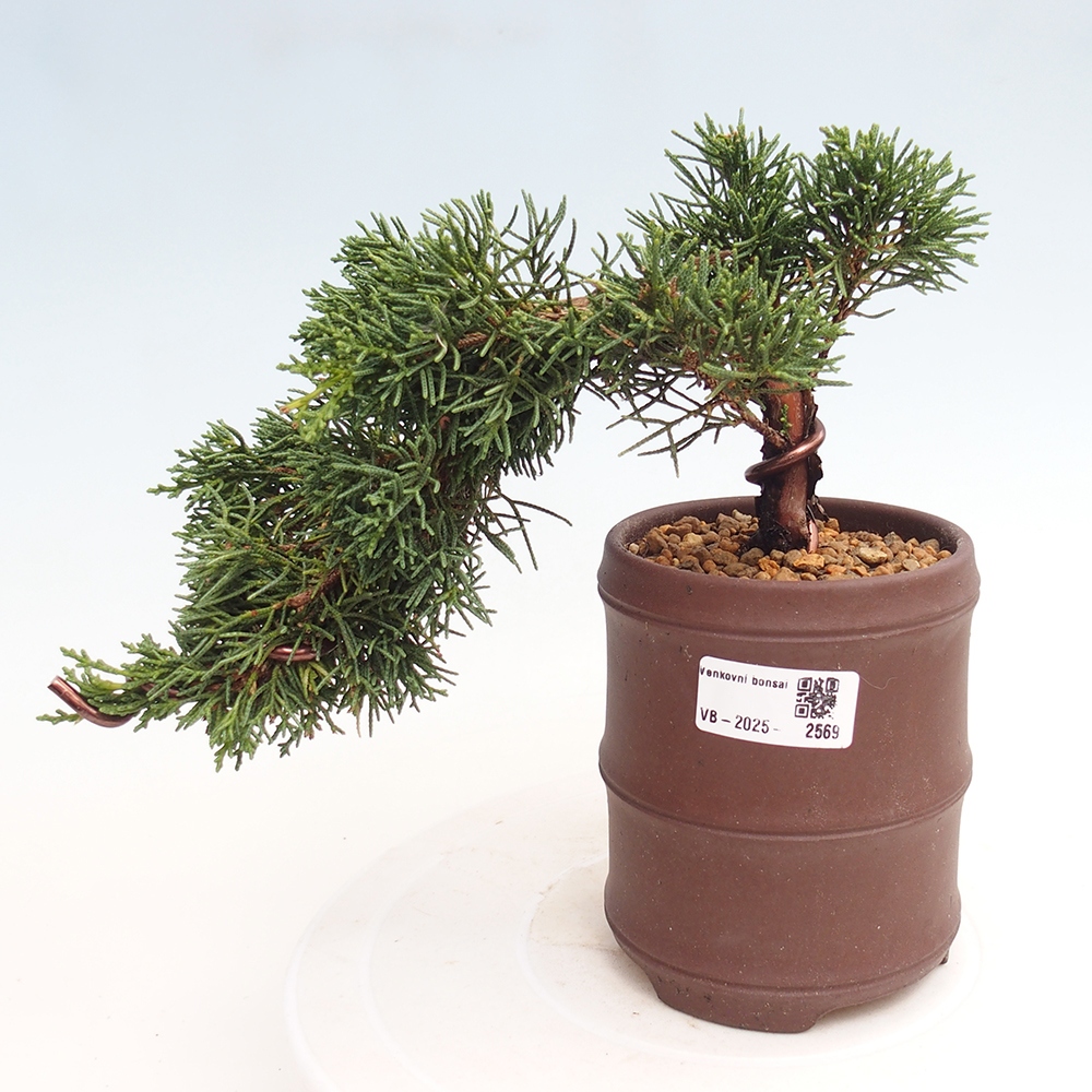 Bonsai im Freien - Juniperus chinensis Kishu - Chinesischer Wacholder