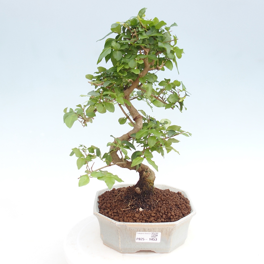 Indoor Bonsai -Ligustrum chinensis - Vogelschnabel