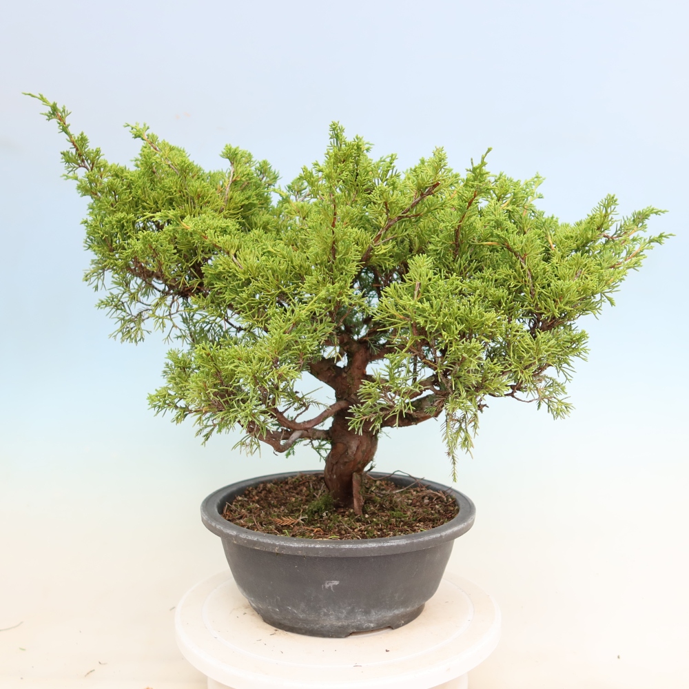 Bonsai für draußen - Juniperus chinensis Itoigawa-Juniperus chinensis