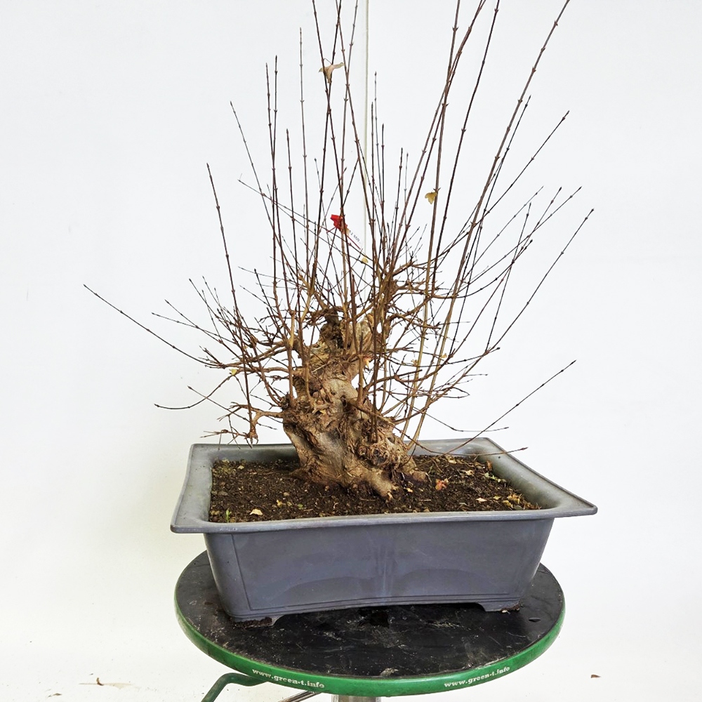Freiland Bonsai Ahorn Burger - Acer Burgeriana