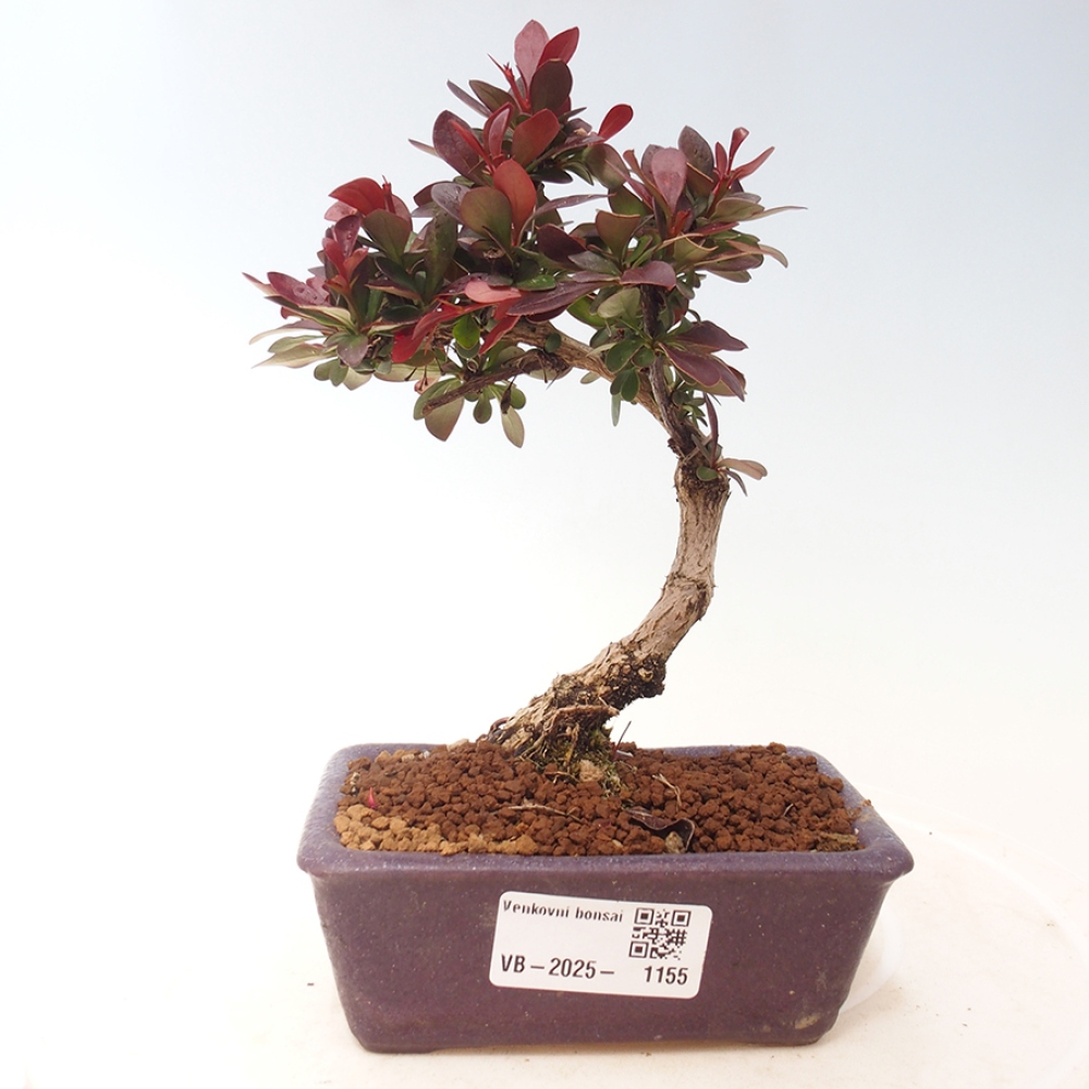 Bonsai im Freien - Berberis thunbergii Kobold - Dřištál Thunberg's