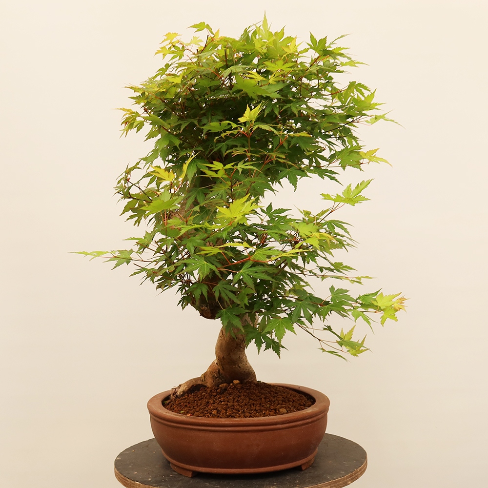 Bonsai für draußen - Ahorn palmatum - Palmen