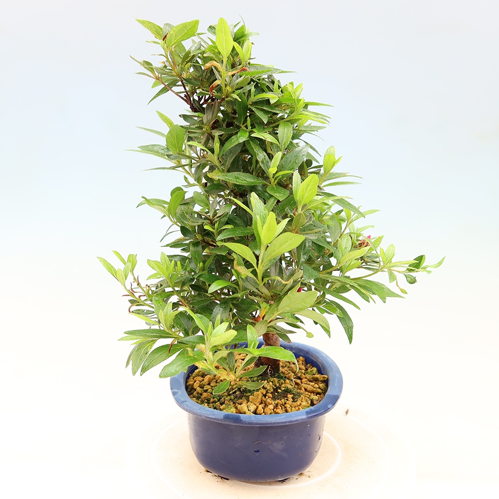 Bonsai für draußen - Japanische Azalee - Azalee Yoko