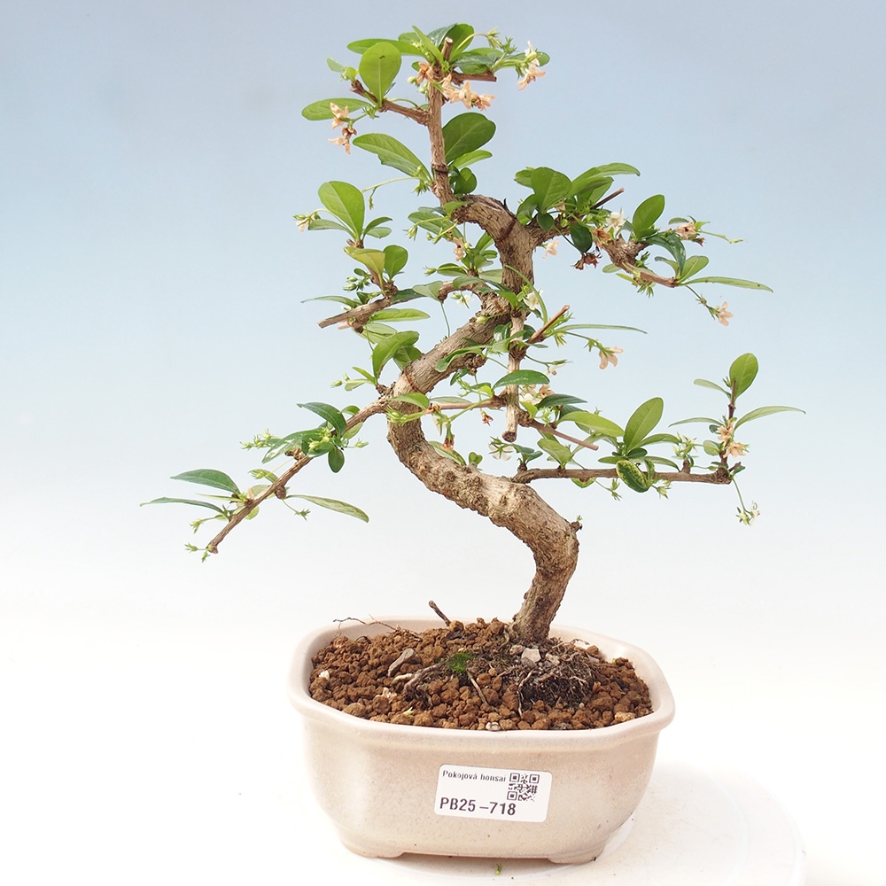 Indoor bonsai - Carmona macrophylla - Fuki tea