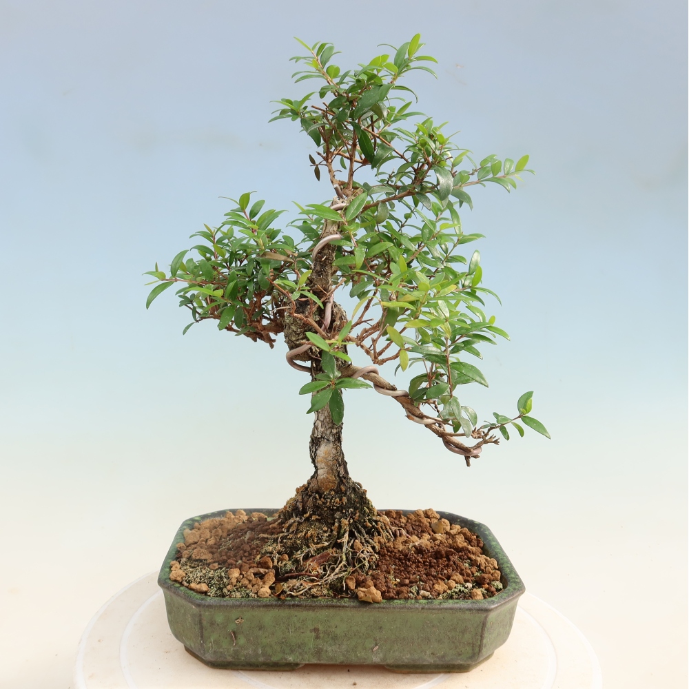 Zimmer Bonsai - Myrtus communis - Myrte