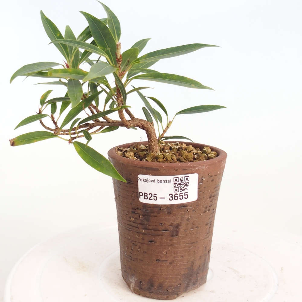 Zimmerbonsai - Ficus nerifolia - Kleinblättriger Ficus