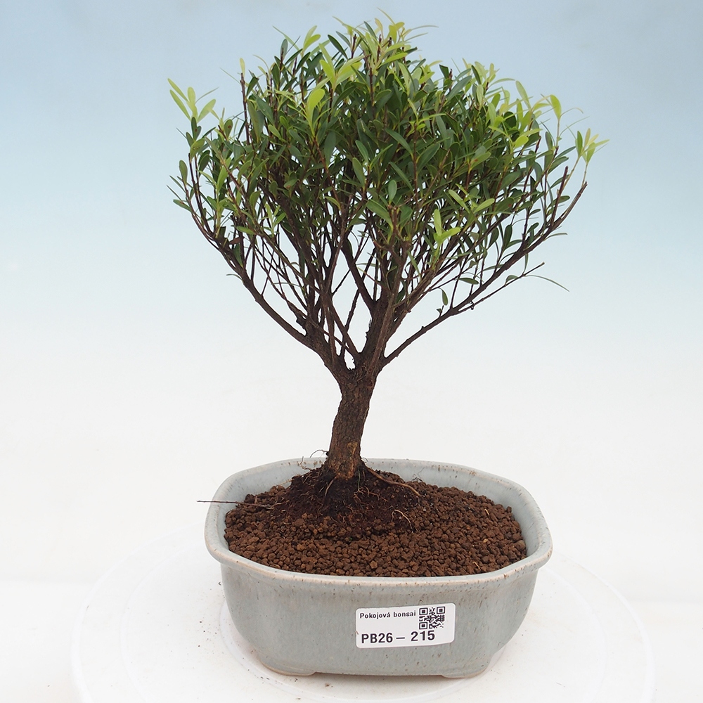 Zimmer Bonsai - Syzygium - Piment