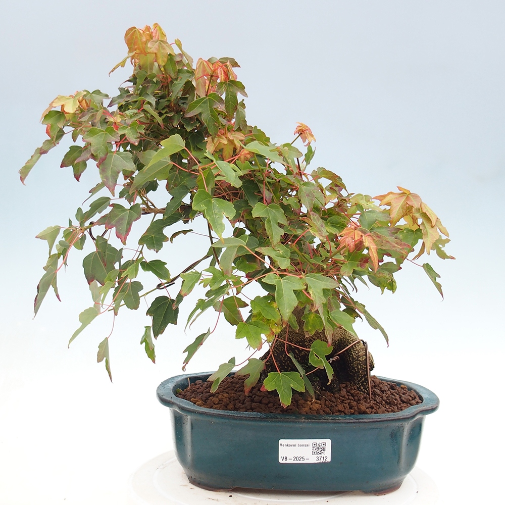 Bonsai im Freien - Ahorn Buergerianum - Burger Maple