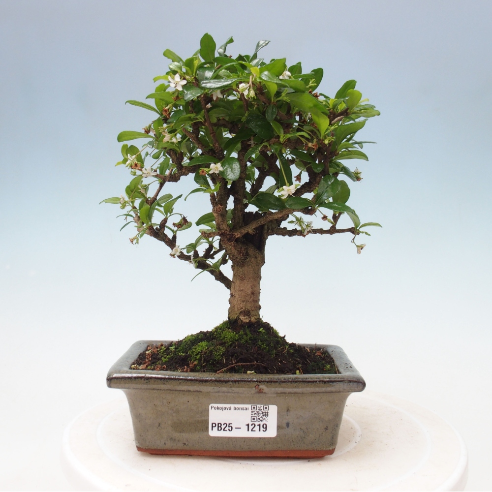 Zimmerbonsai - Carmona Macrophylla - Fuki-Tee