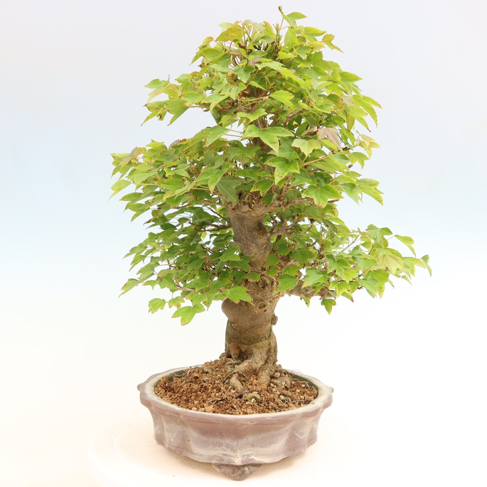 Bonsai für draußen - Ahorn Burger - Acer Burgerianum