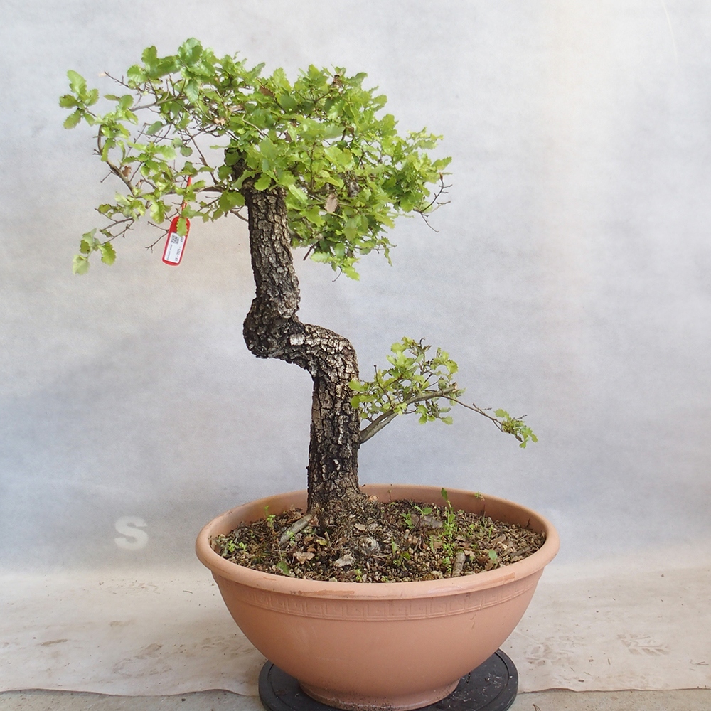 Freilandbonsai Quercus Cerris - Eiche Cer