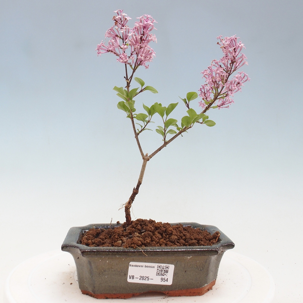 Bonsai im Freien – Syringa Meyeri Palibin – Meyers Flieder