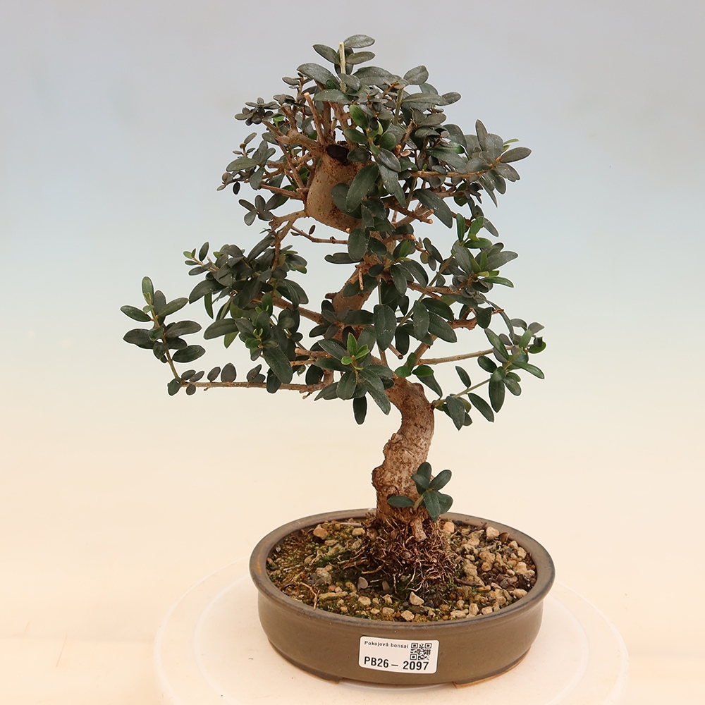 Zimmerbonsai - Olea europaea sylvestris