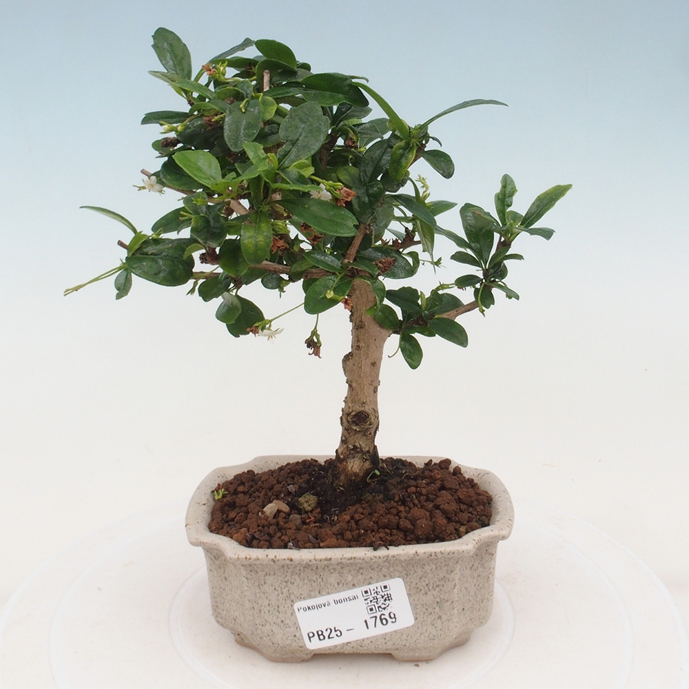 Zimmerbonsai - Carmona Macrophylla - Fuki-Tee