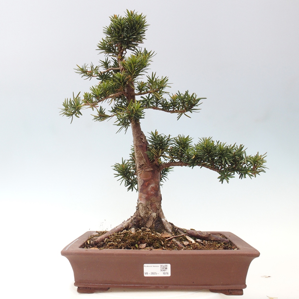 Bonsai im Freien - Taxus cuspidata - Japanische Eibe