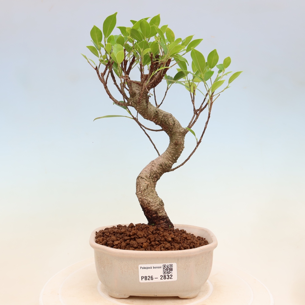 Zimmerbonsai - Ficus kimmen - Kleinblättriger Ficus