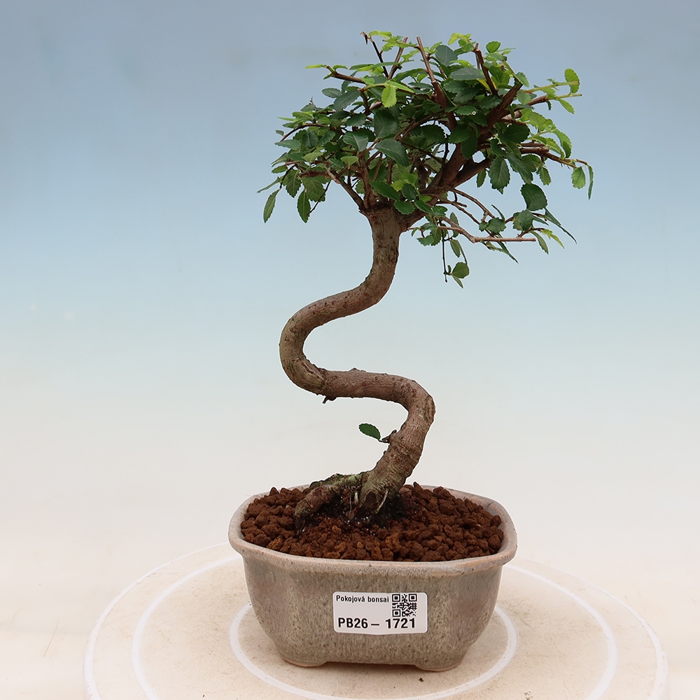 Zimmerbonsai - Ulmus parvifolia - Kleinblättrige Ulme