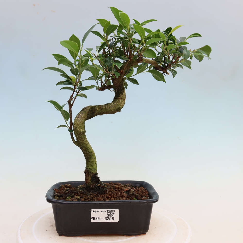 Zimmerbonsai - Ficus kimmen - Kleinblättriger Ficus