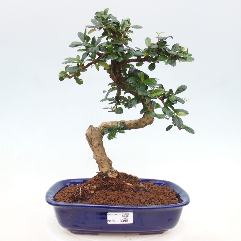 Zimmer-Bonsai - Carmona macrophylla - Tee-Fuki
