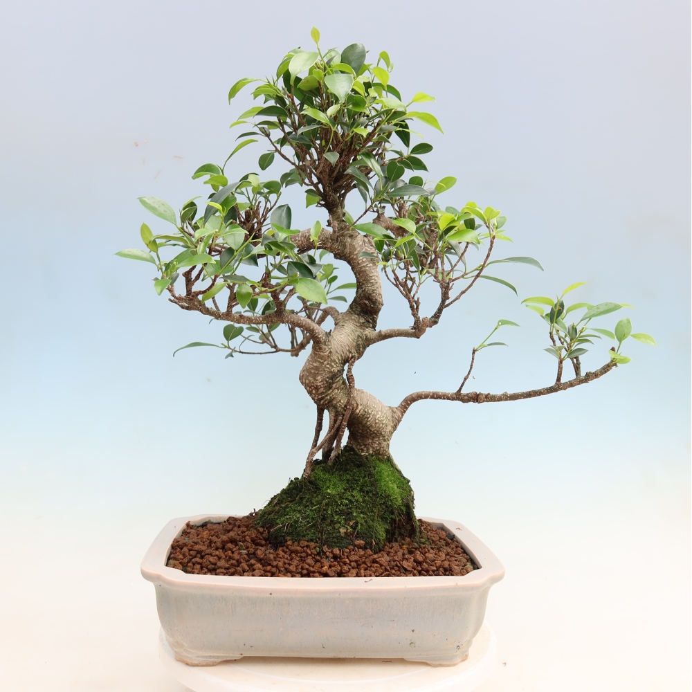 Zimmerbonsai - Ficus kimmen - Kleinblättriger Ficus