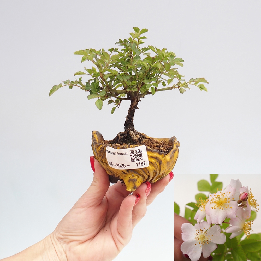 Bonsai für draußen - Rosa sp. - kleinblütige Rose
